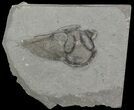 Arctinurus Trilobite Head - Classic New York Trilobite #68380-1